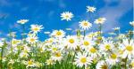 Sunshine and Daisies