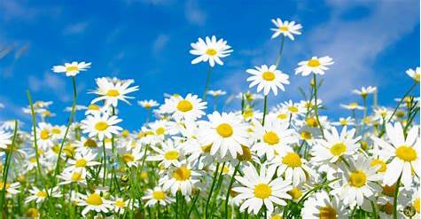 Sunshine and Daisies