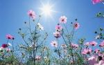 Sunshine and Daisies