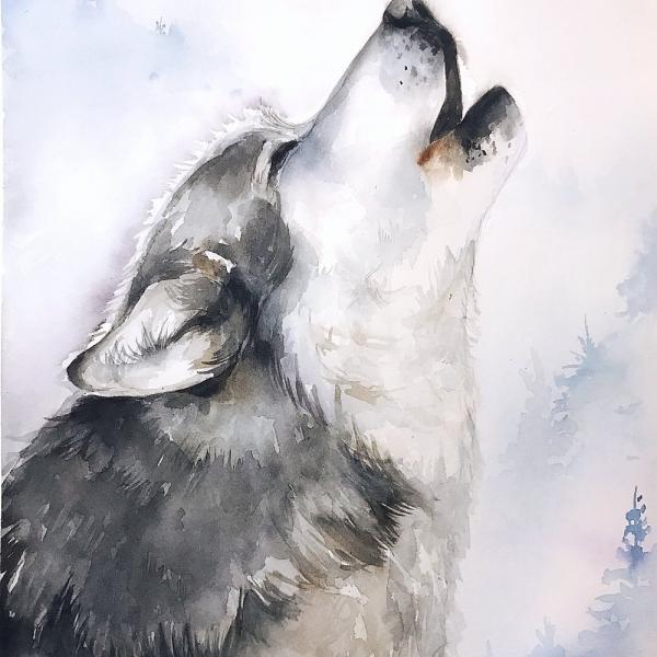 Wolf picture