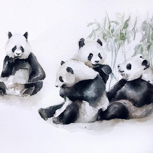 Pandas picture