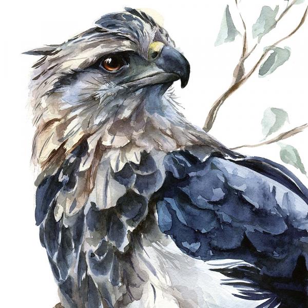 Eagle picture