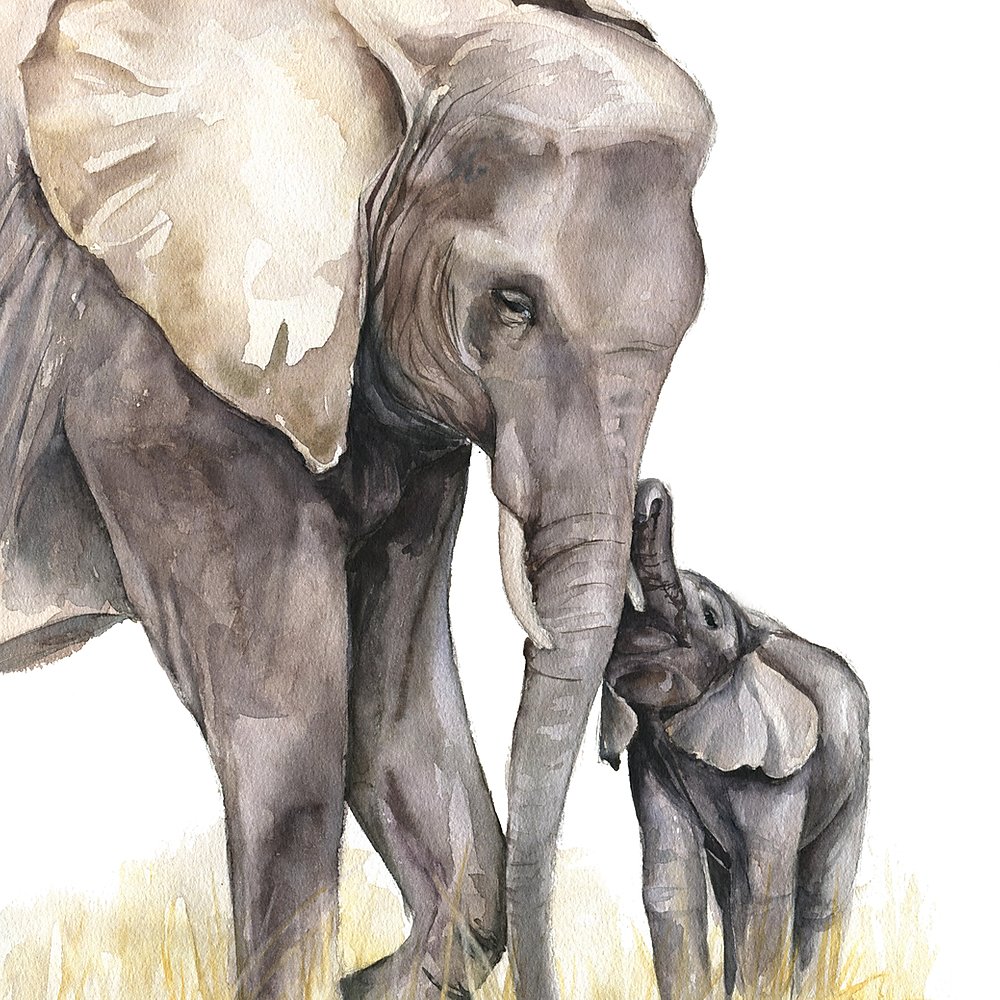 Elephants picture