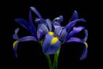 Double Purple Iris