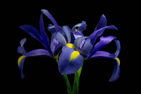 Double Purple Iris