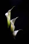 Triple White Calla Lily