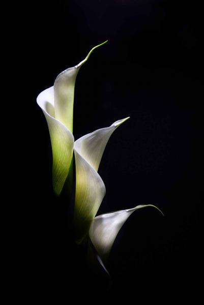 Triple White Calla Lily picture