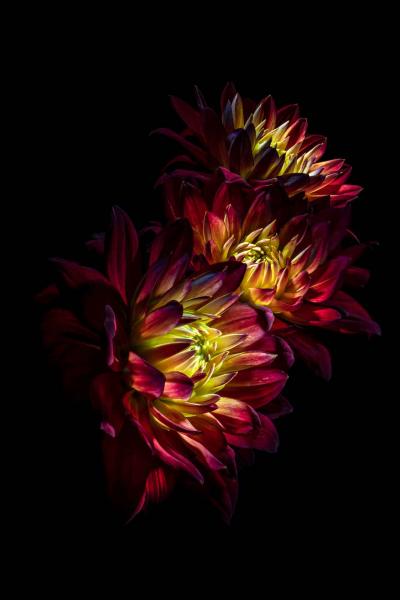 Red Dahlia Trio picture