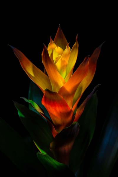 Orange Bromeliad