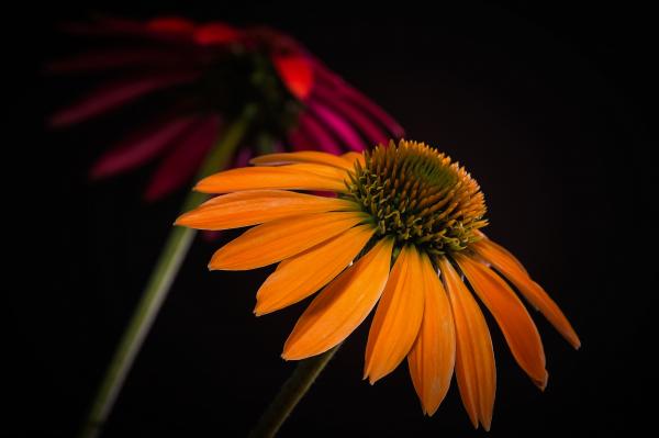 Flower Macro