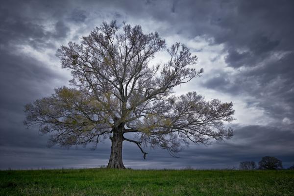 Calera Tree picture