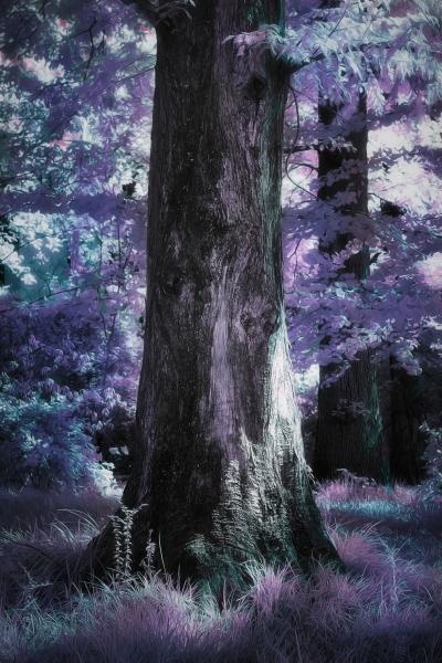 Tree in IR