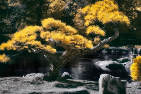 Bonsai Tree in IR picture