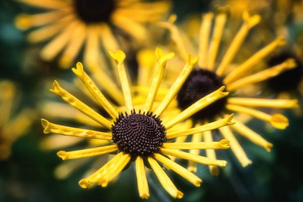 Flower Macro picture