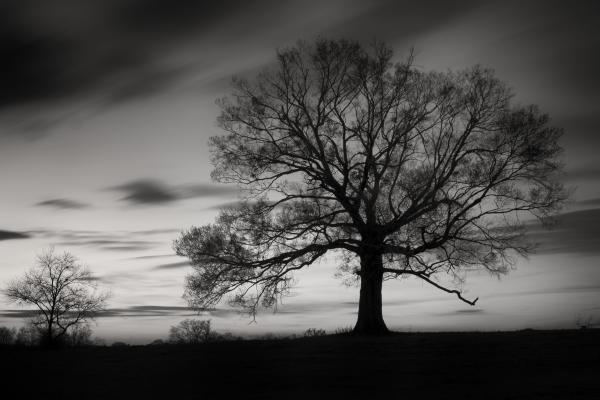 Calera Tree Long Exposure picture