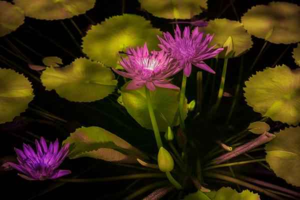 Water Lilies in IR picture