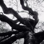 Angel Oak: South Carolina