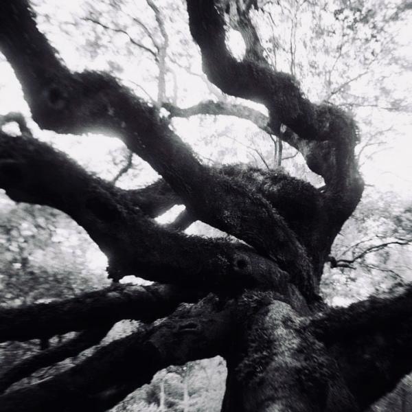 Angel Oak: South Carolina picture