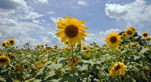 SUNFLOWERS FOR SALE picture