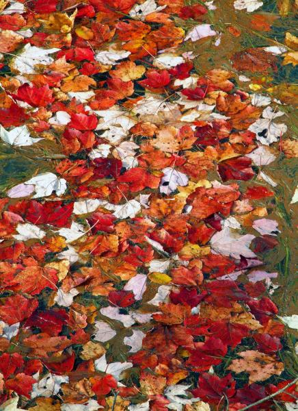 Fallen Leaves picture