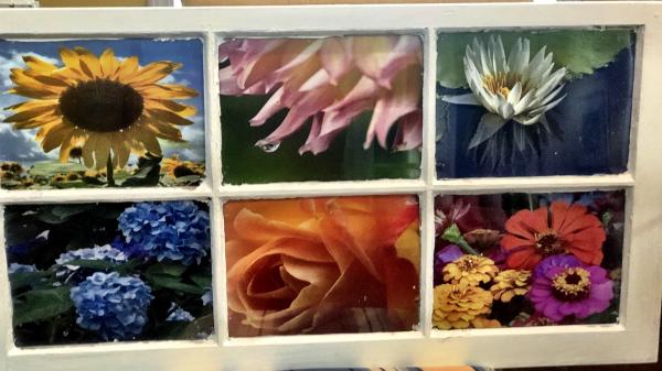 Flowers In Old Window Frame