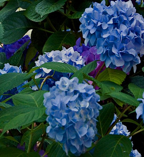 Hydrangeas picture