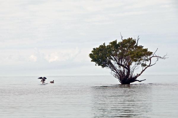 Pelican Landing