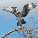 Osprey Landing