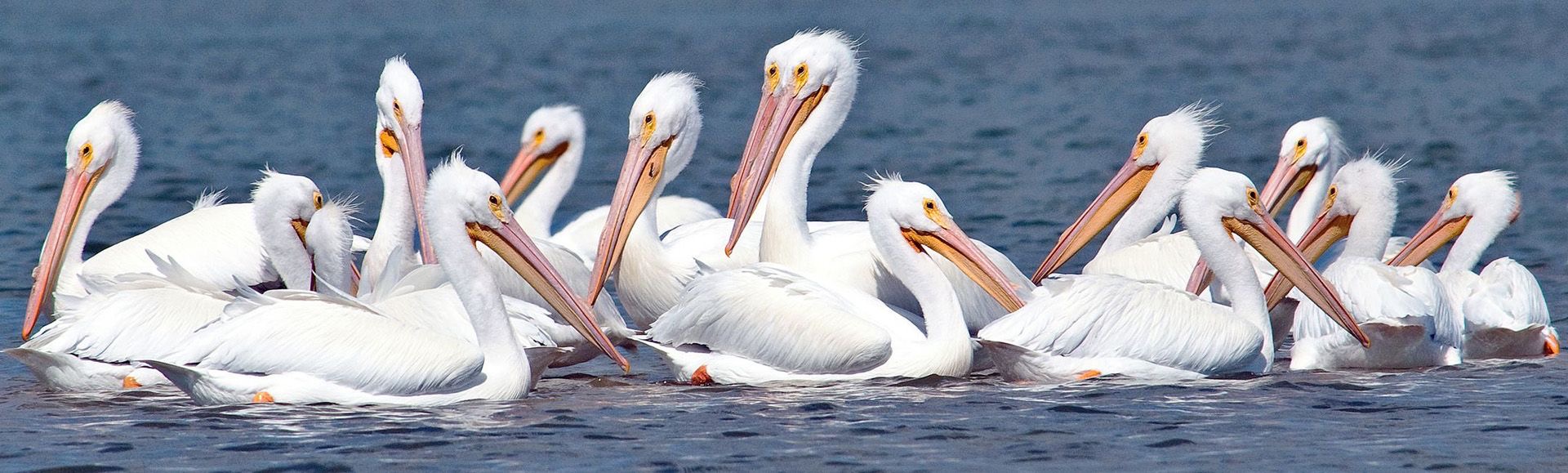 White Pelicans picture