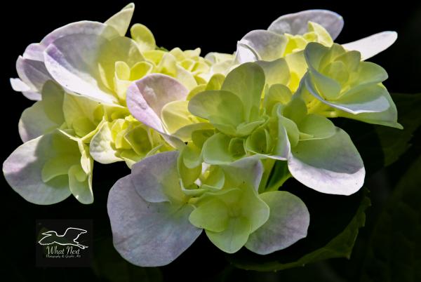 Luminous Hydrangeas  8x10 Print