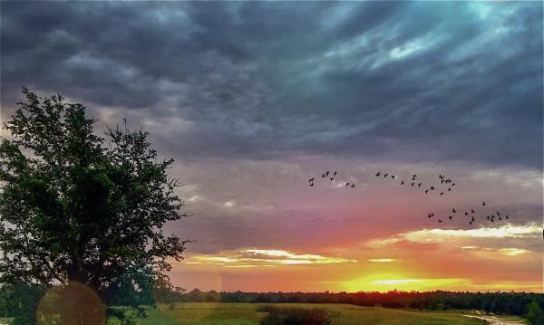 Dawn Migration   Pack of 5 Greeting Cards