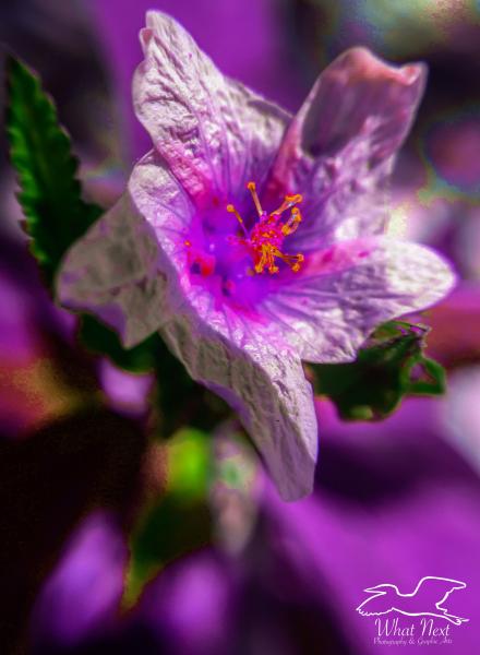 Artistic Sida  5x7 Print