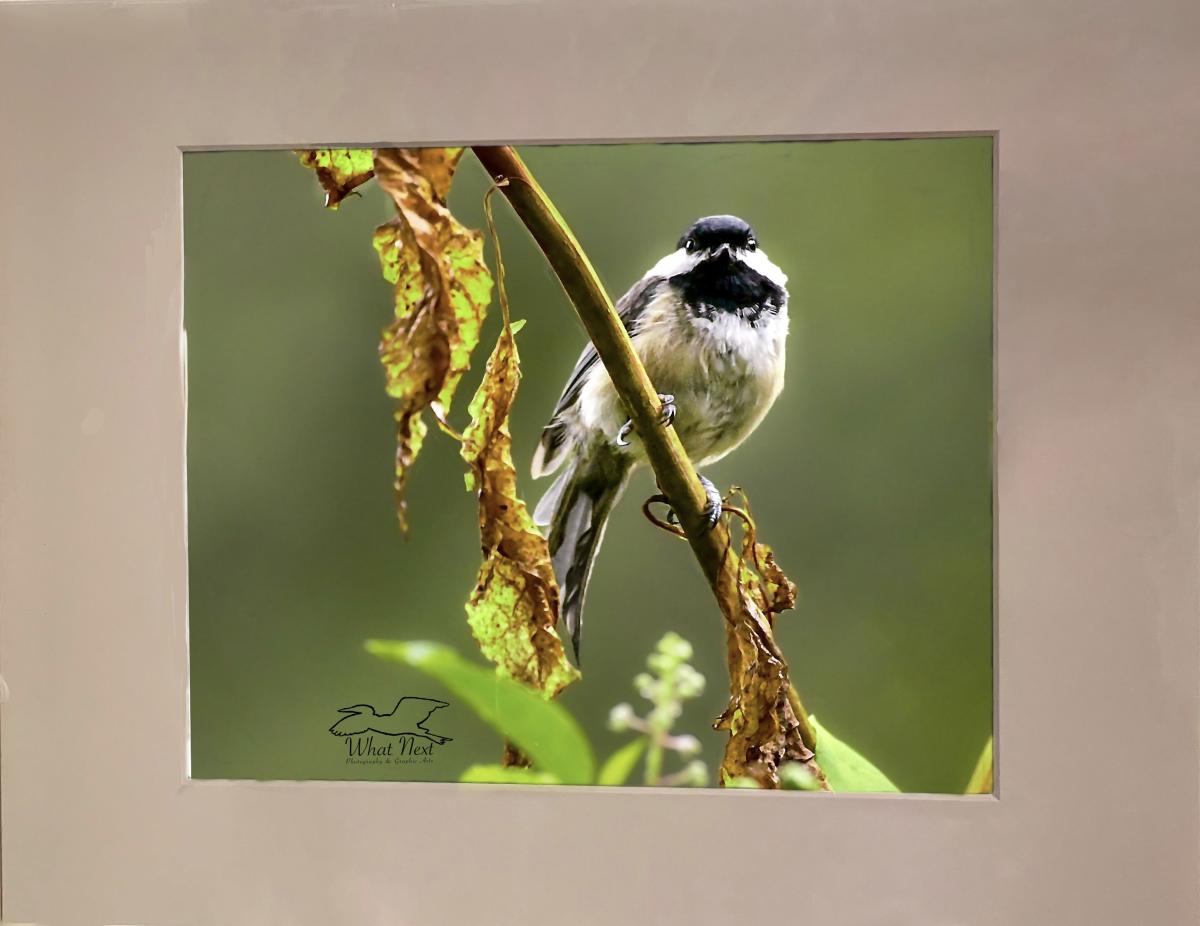 Sunlit Sunday Afternoon 4x6 Print picture
