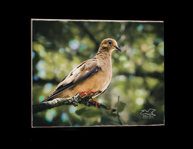 Peacefully Perched   4x6 Print picture