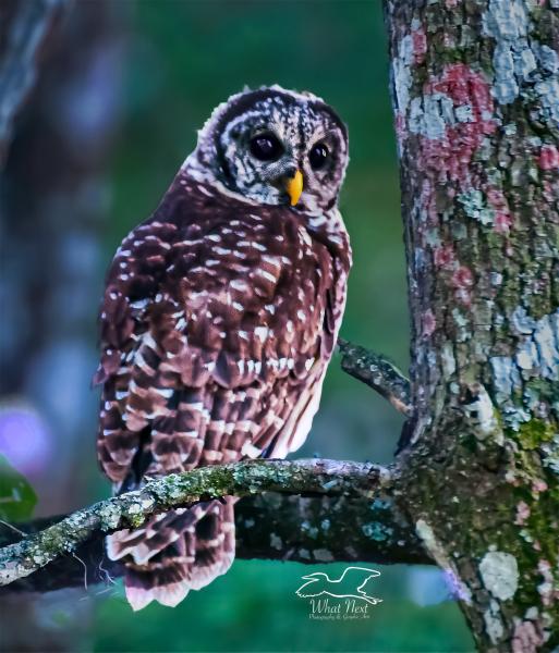 Dusky Visitor  8x10 Print