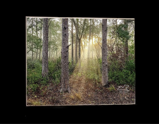 Mists of Morning  8x10 Print picture