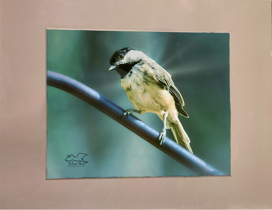 A Long Hard Look  4x6 Print picture