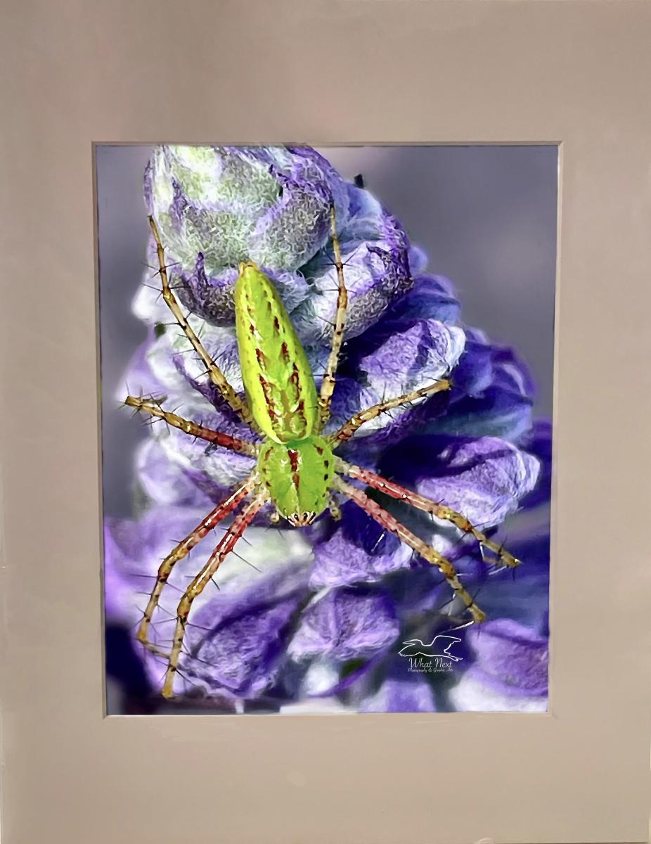 Summer Vibrance 5x7  Print picture