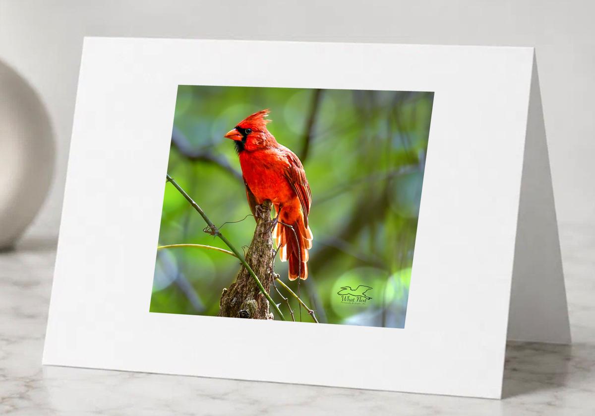 Regal in Red   5 Pack of Greeting Cards picture