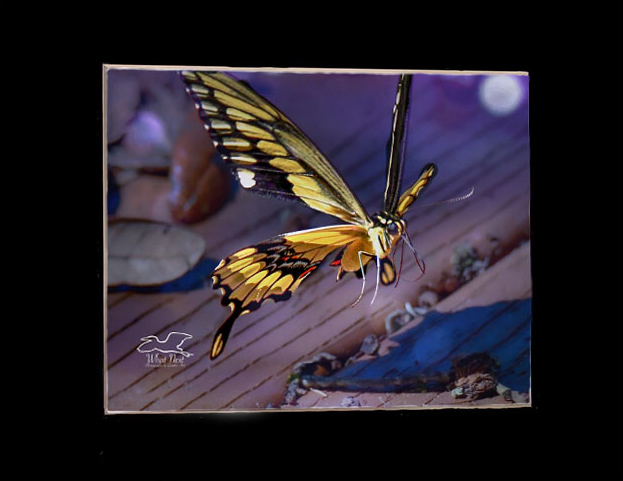 Fall Flutters   4x6 Print picture