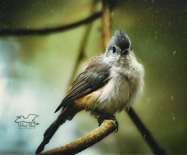 Rainy Day Monday  4x6 Print