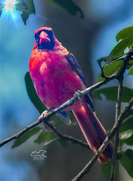 Lustrous Cardinal  4x6 Print
