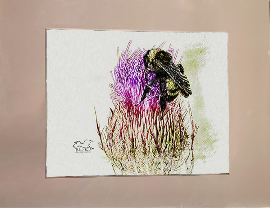 Bristles and Prickles  8x10 Print picture