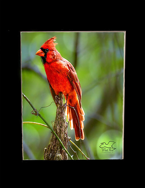 Regal in Red   4x6 Print picture