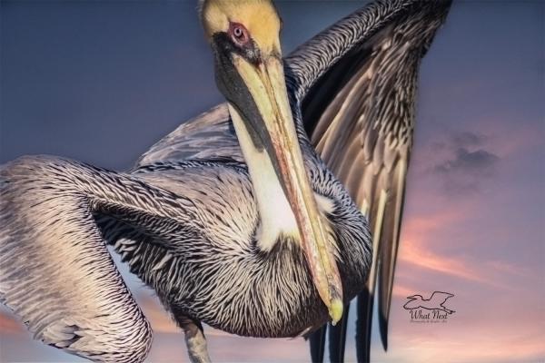 Pelican Clown  5x7 Print