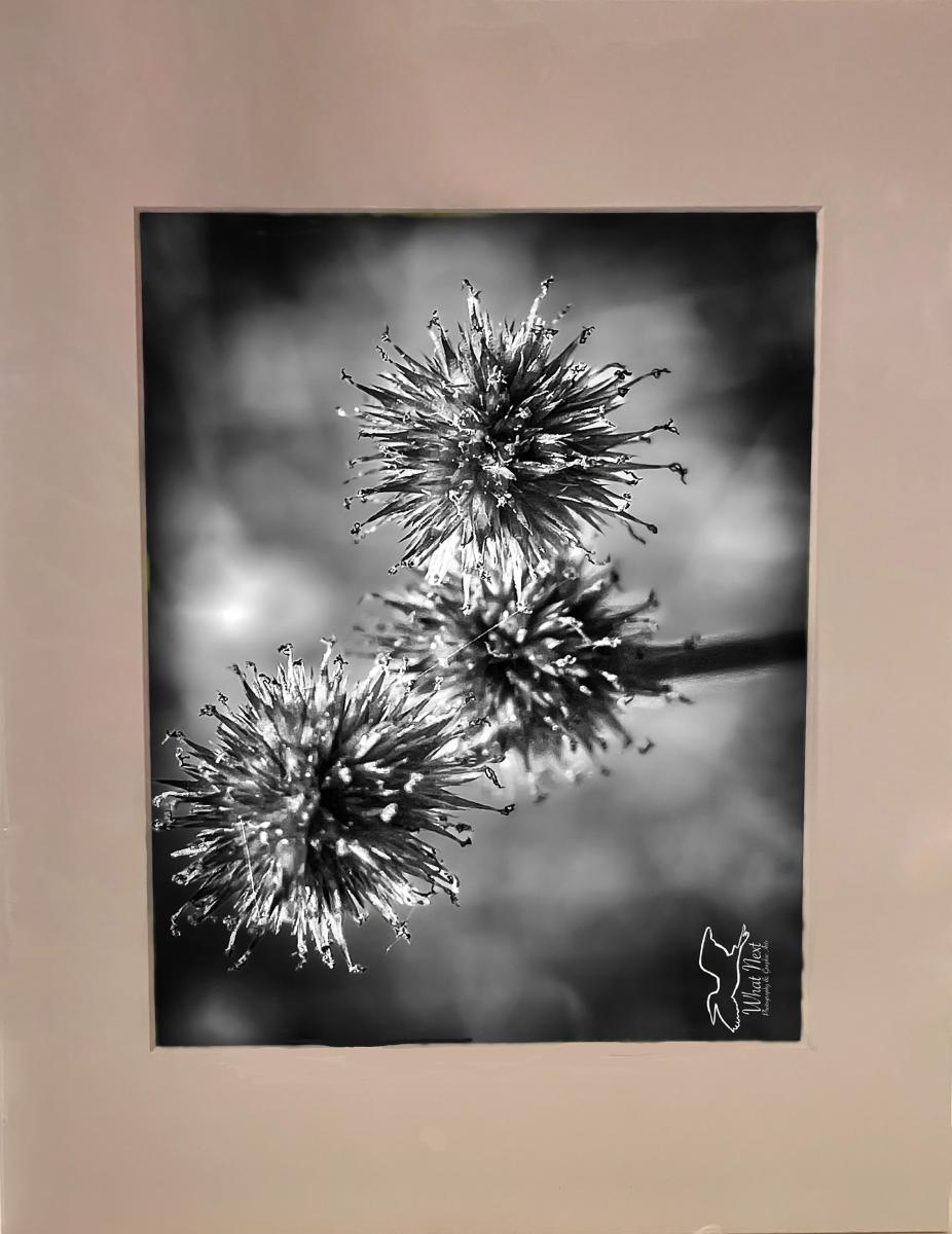 Rush Black & White 4x6 Print picture