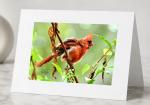 Disarrayed-Greeting Cards Pack of 5