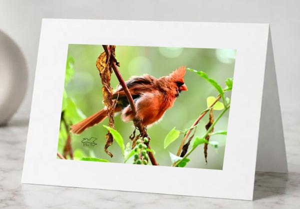Disarrayed-Greeting Cards Pack of 5