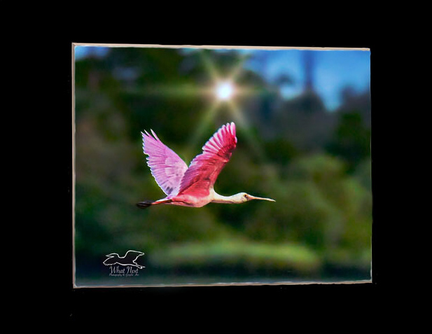 Pink Wings   4x6 Print picture