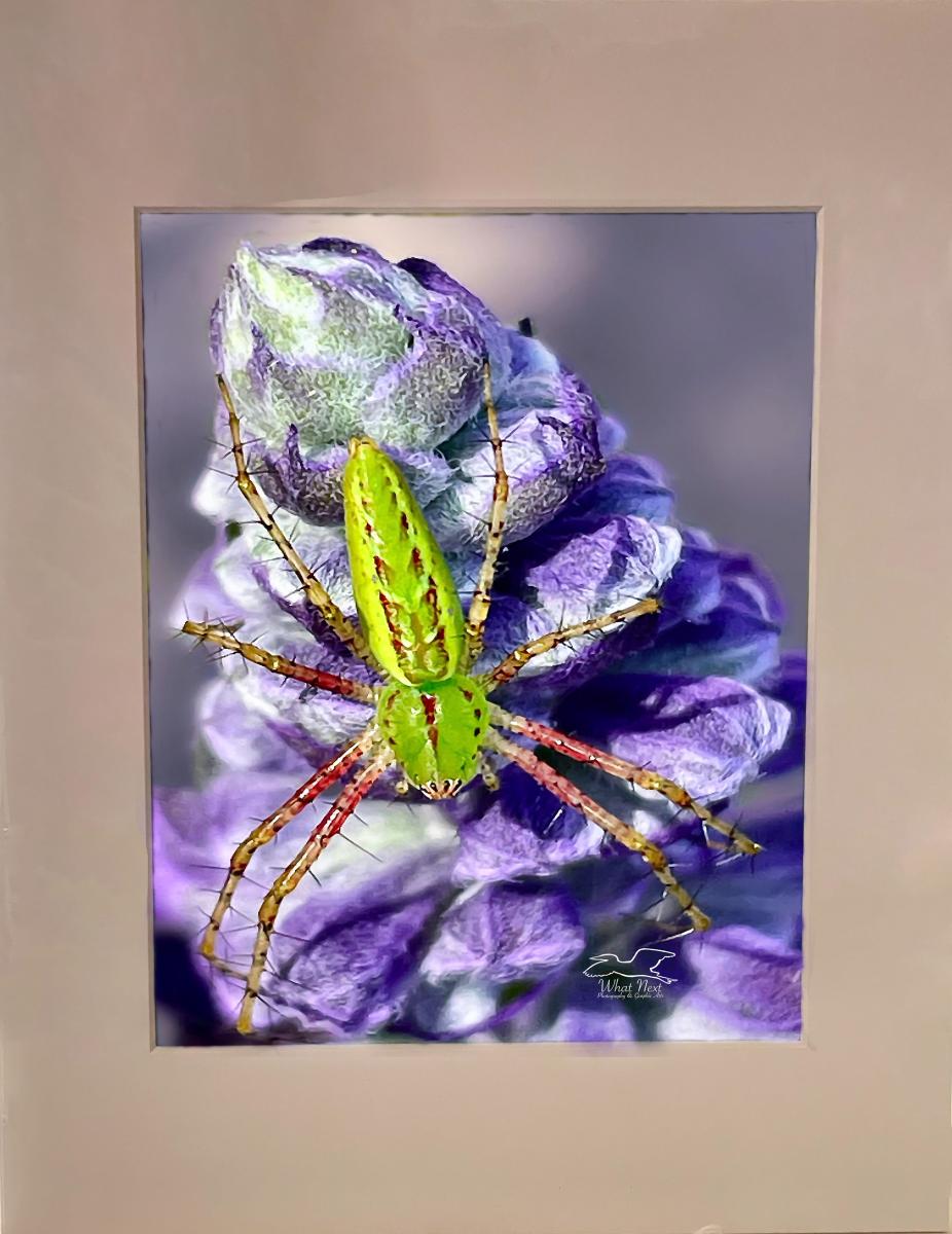 Summer Vibrance 8x10 Print picture